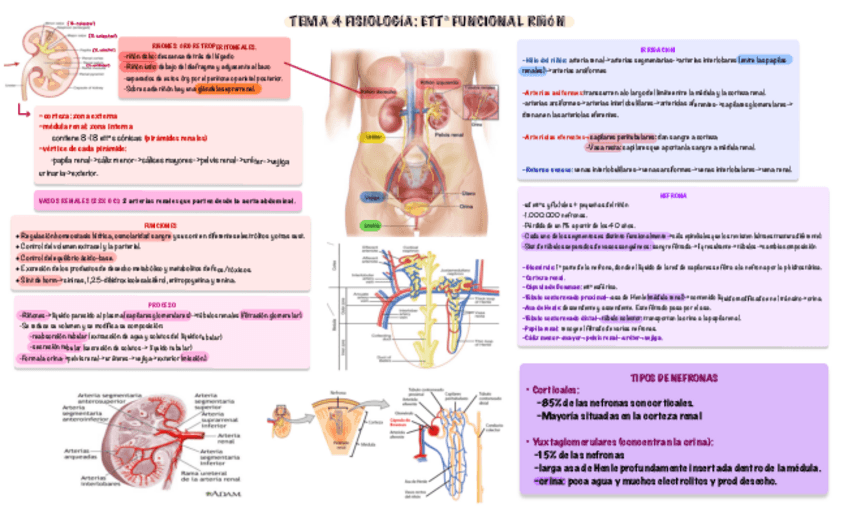 Miniatura del documento Fisiologia-II-TEMA-4.pdf