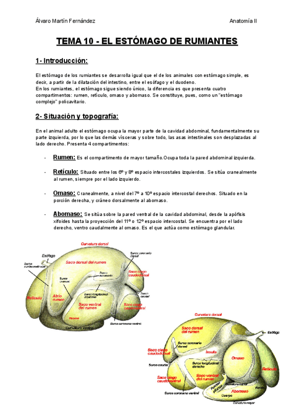Miniatura del documento TEMA-10-EL-ESTOMAGO-DE-RUMIANTES.pdf