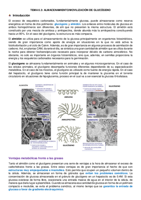 Miniatura del documento tema-6.pdf