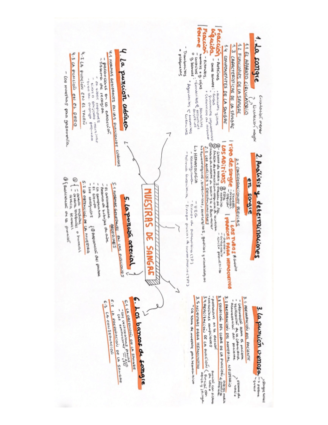 Miniatura del documento Mapa-conceptual-muestras-de-sangre.pdf
