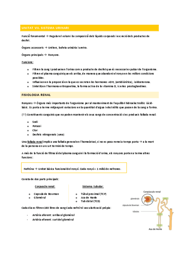 Miniatura del documento U7-Sistema-Urinari-Funcio-II.pdf