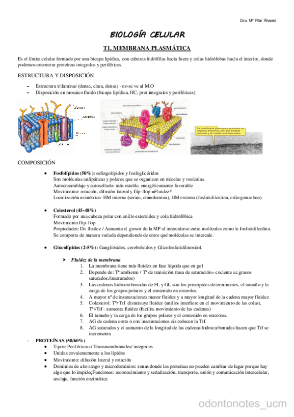 Miniatura del documento BIOCELwatermark.pdf