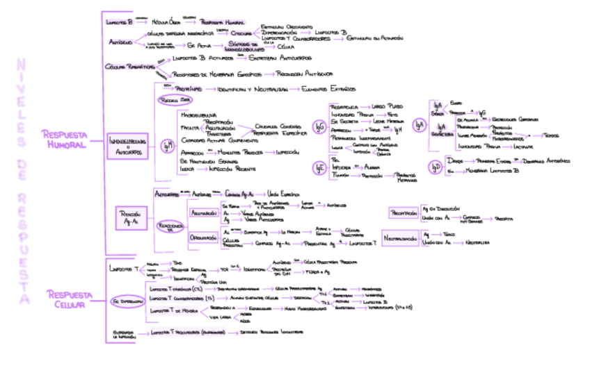 Miniatura del documento Niveles-De-Respuesta-.pdf