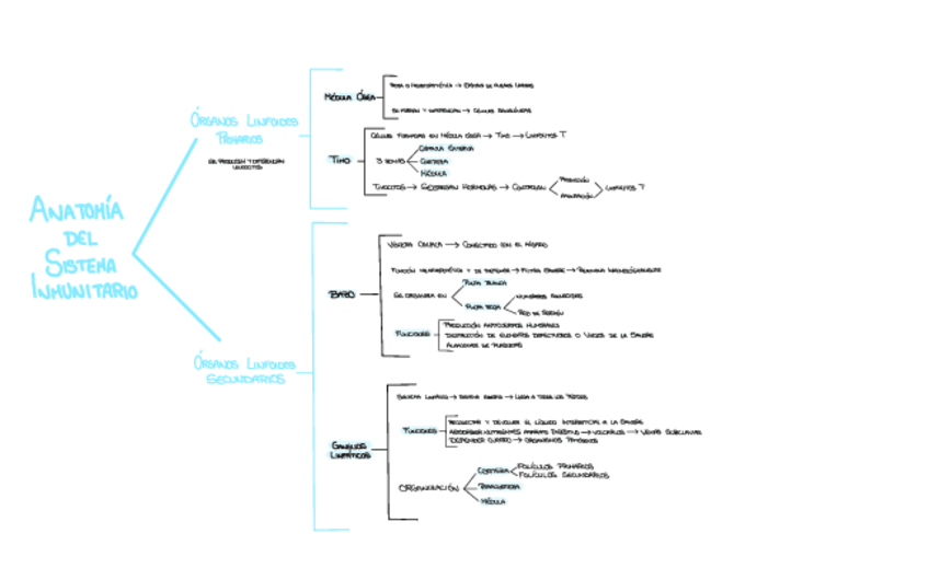 Miniatura del documento Anatomia-Del-Sistema-Inmunitario-.pdf
