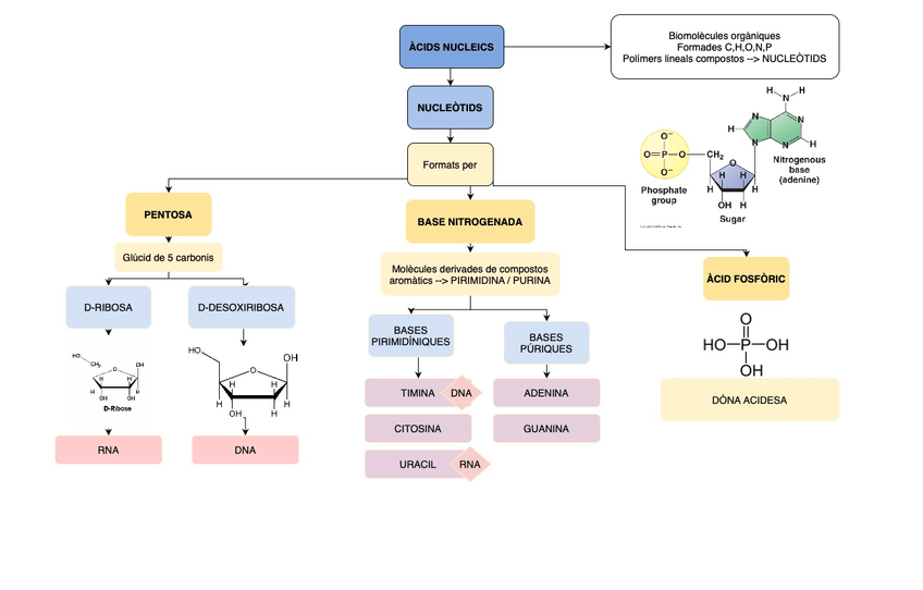 Miniatura del documento ACIDS-NUCLEICS-1.jpg