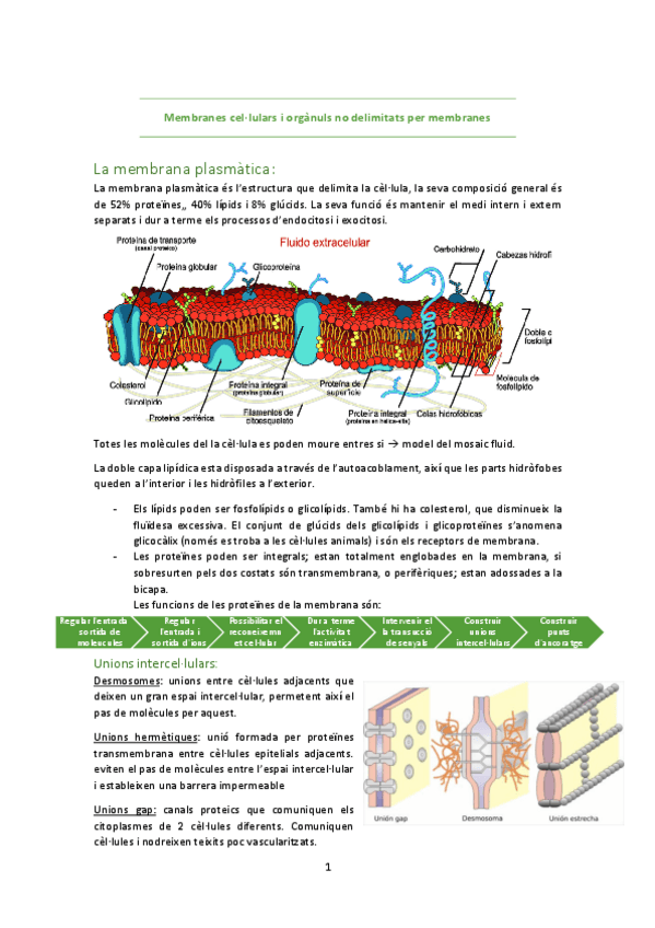 Miniatura del documento Membranes-cellulars-i-organuls-no-delimitats-per-membranes.pdf