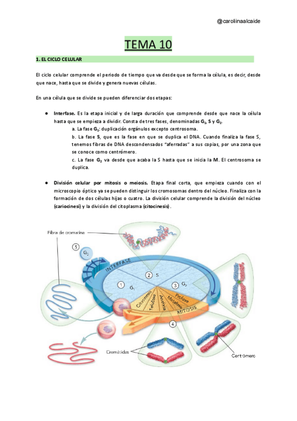 Miniatura del documento TEMA-10-El-nucleo-y-la-division-celular-mitosis-y-meiosis.pdf