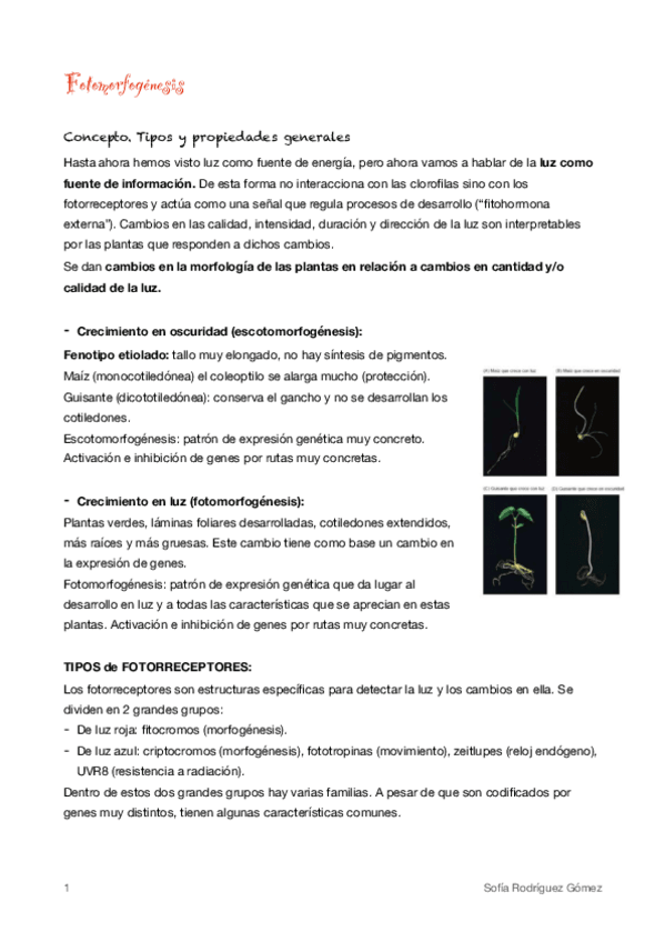 Miniatura del documento 9-Fotomorfogenesis.pdf