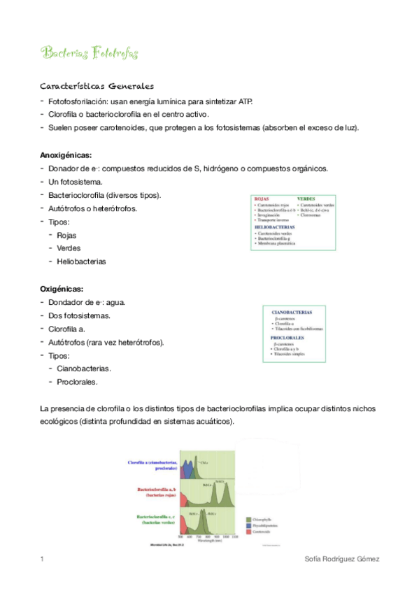 Miniatura del documento 9-Bacterias-fototrofas.pdf