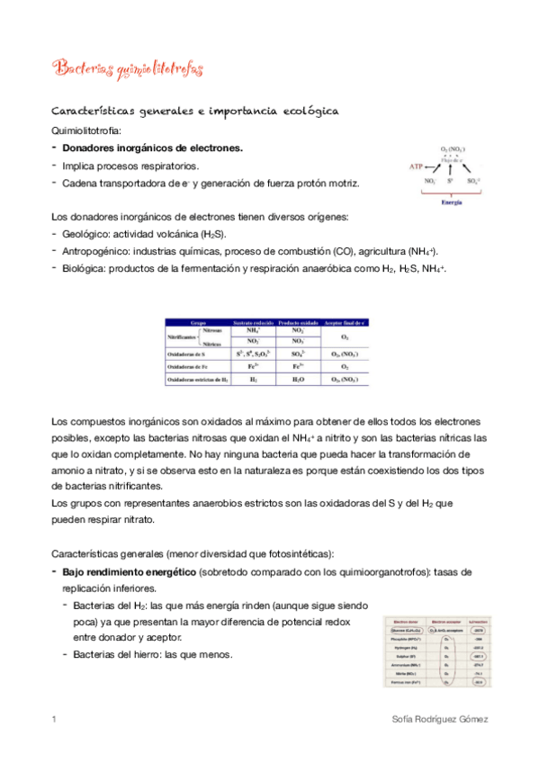 Miniatura del documento 10-Bacterias-quimiolitotrofas.pdf