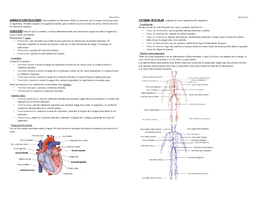 Miniatura del documento Tema-8-Fisio.pdf
