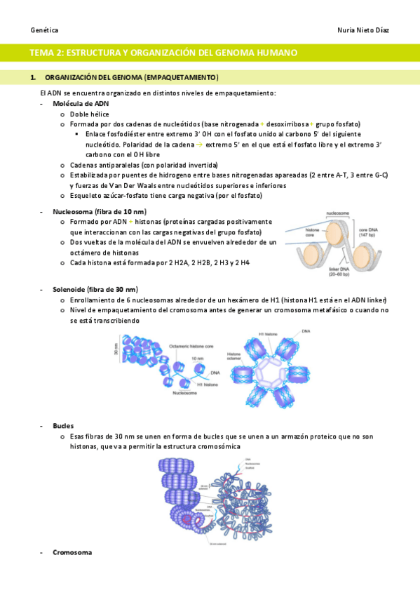 Miniatura del documento TEMA-2-Estructura-y-organizacion-del-genoma-humano.pdf