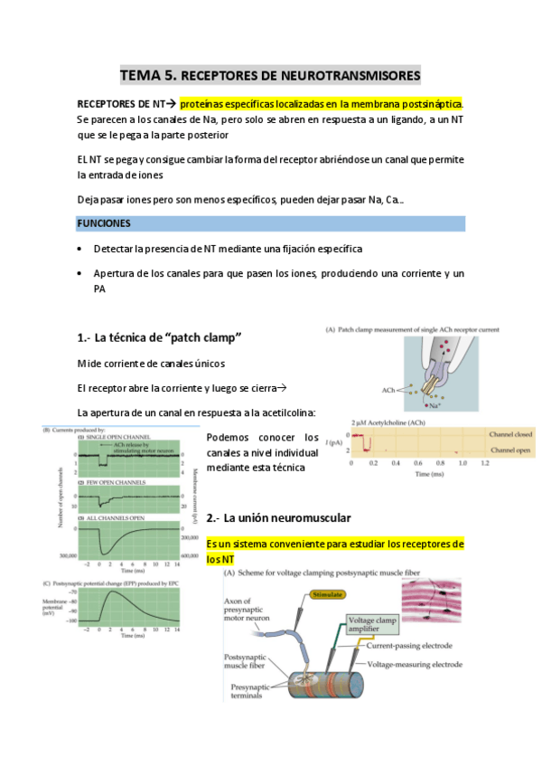 Miniatura del documento TEMA-5-receptores-de-neurotransmisores.pdf