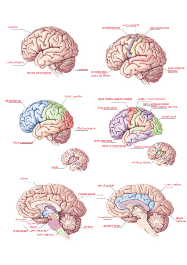 Miniatura del documento laminas-completadas.pdf