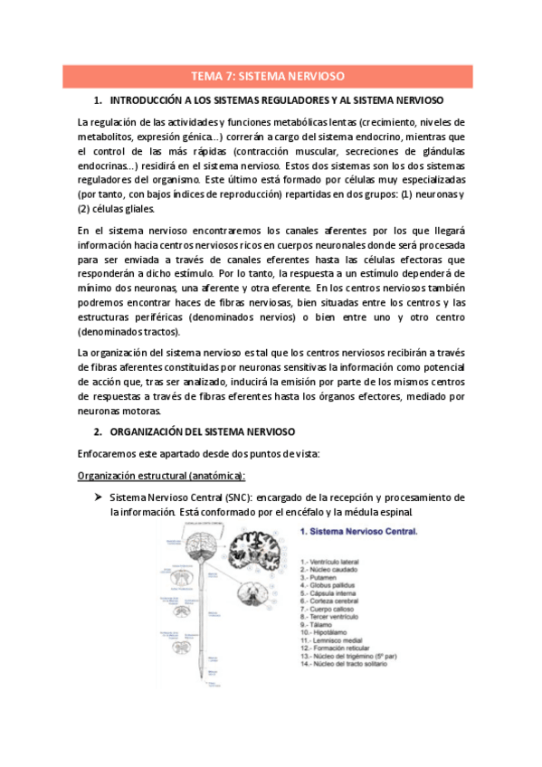 Miniatura del documento TEMA-7.pdf