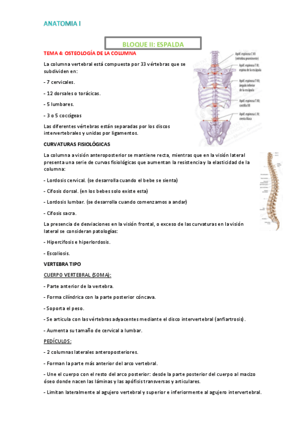 Miniatura del documento TEMARIO-ANATOMIA.pdf