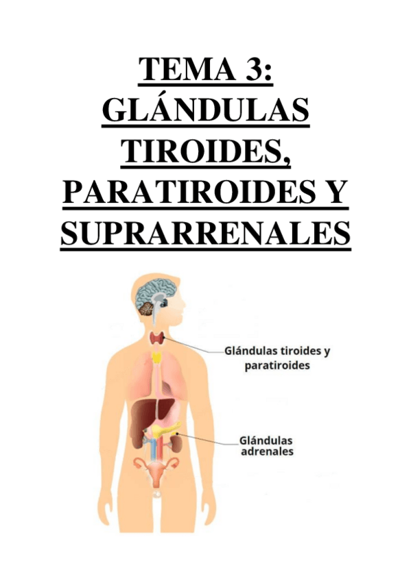 Miniatura del documento TEMA 3 - TIROIDES, PARATIROIDES Y SUPRARRENALES.pdf