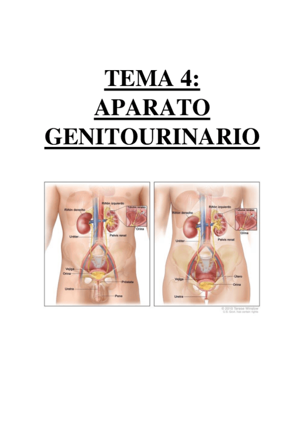 Miniatura del documento TEMA 4 - APARATO GENITOURINARIO.pdf