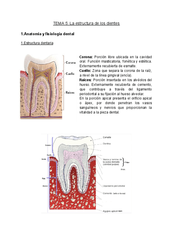 Miniatura del documento ODONTOLOGIA-tema-5-.pdf