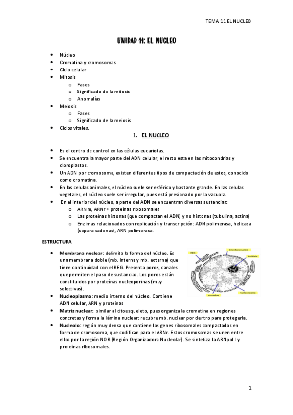 Miniatura del documento tema-11-nucleo.pdf
