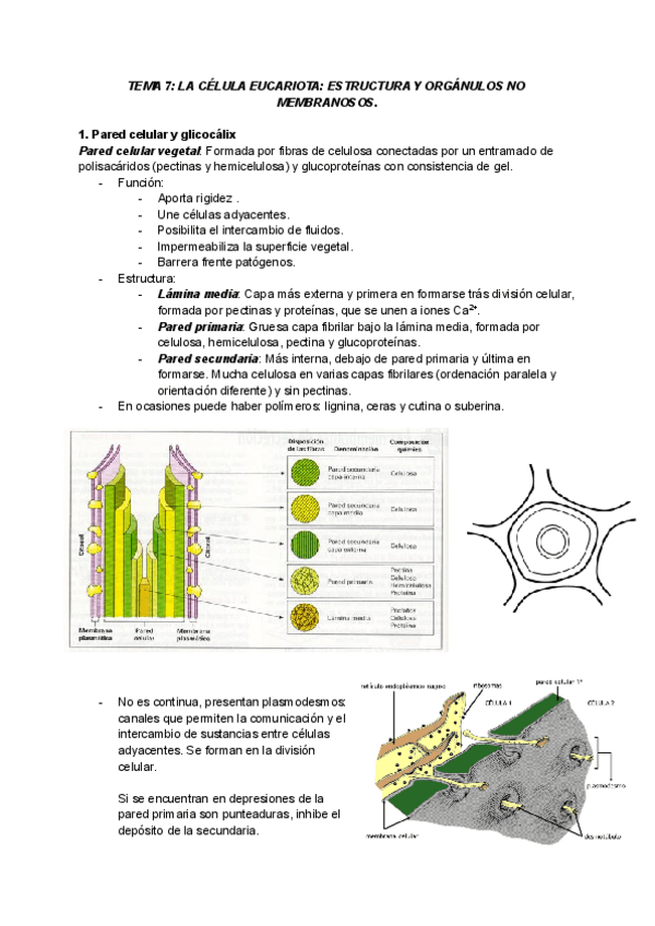 Miniatura del documento TEMA-7-.pdf