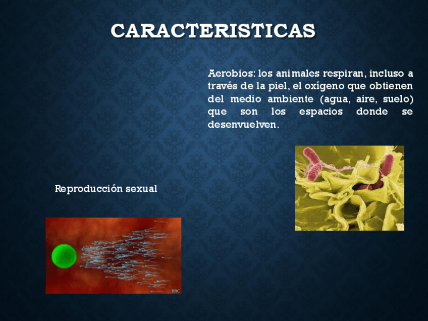 Miniatura del documento ReinoAnimalPp.pdf