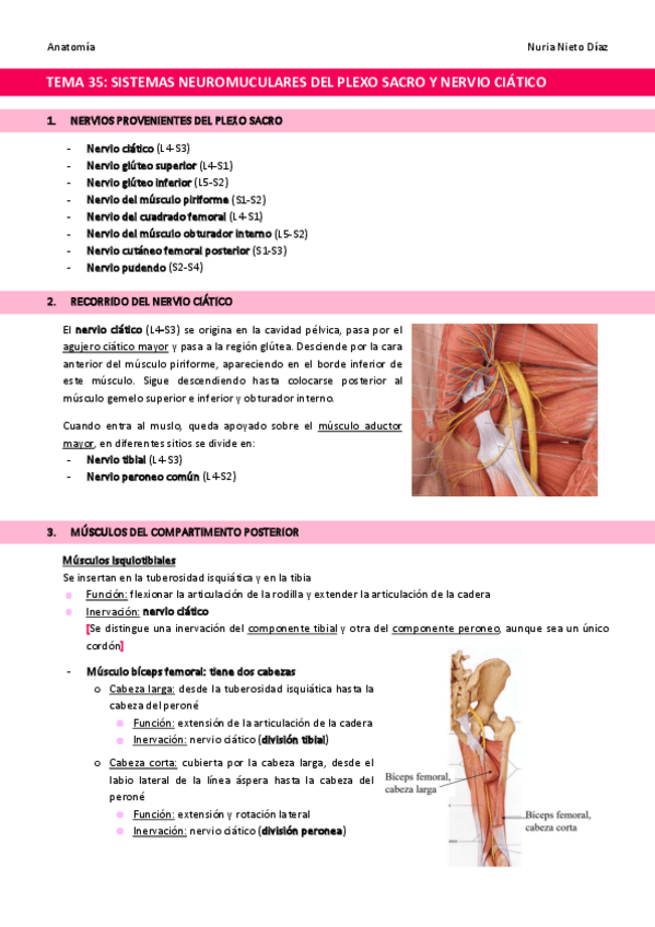 Miniatura del documento TEMA-35-Sistemas-neuromusculares-dependientes-de-ramas-directas-del-plexo-sacro-y-del-nervio-ciatico.pdf