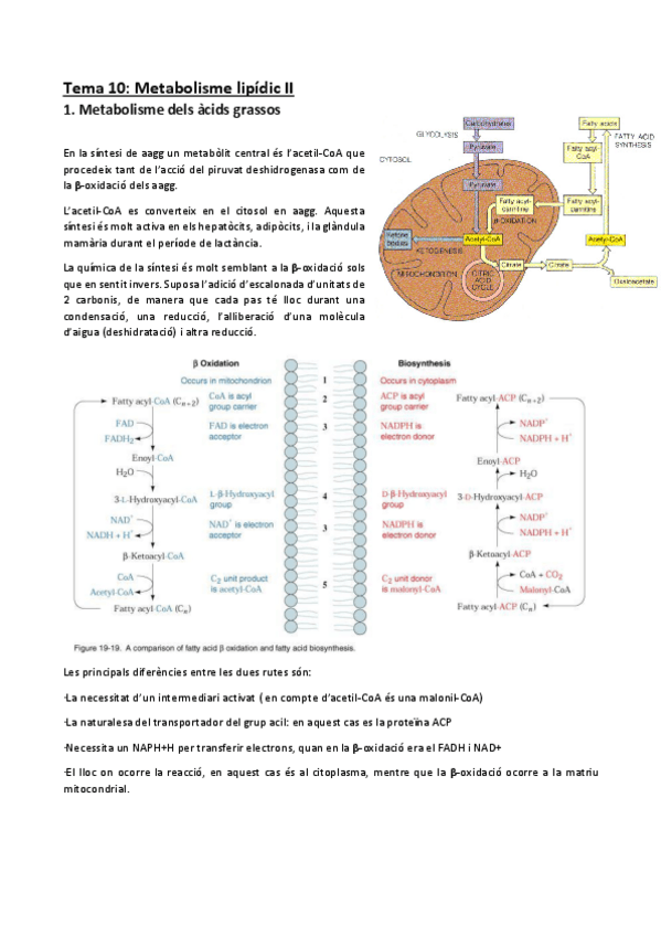 Miniatura del documento Tema-10.pdf