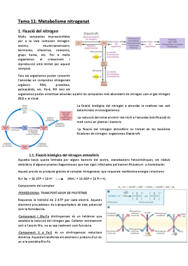 Miniatura del documento Tema-11.pdf