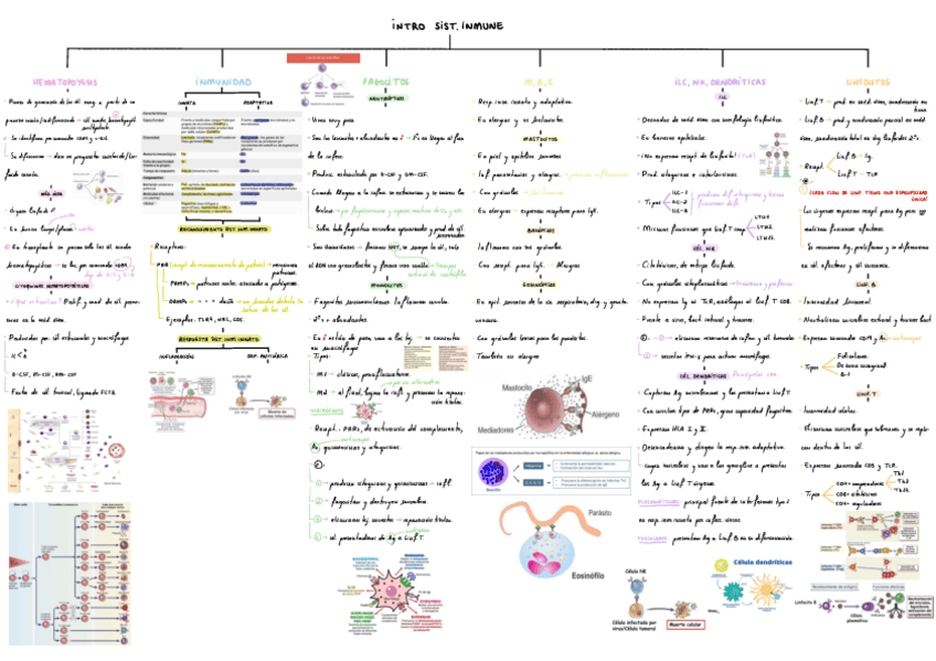 Miniatura del documento T1-Hematopoyesis.pdf