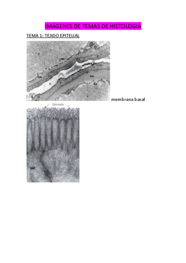 Miniatura del documento todas-las-imagenes-de-histologia-.pdf