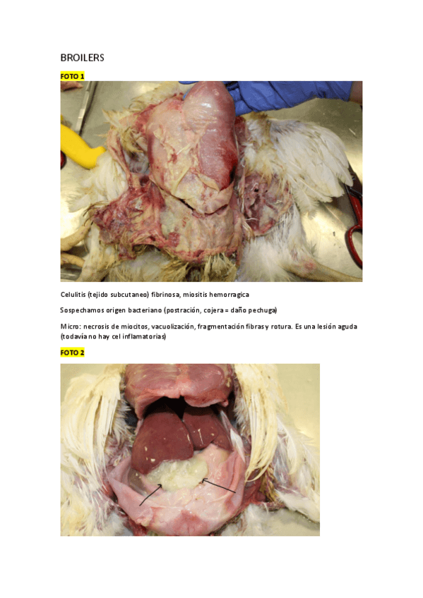 Miniatura del documento PRACTICA-AVES-NECROPSIAS.pdf