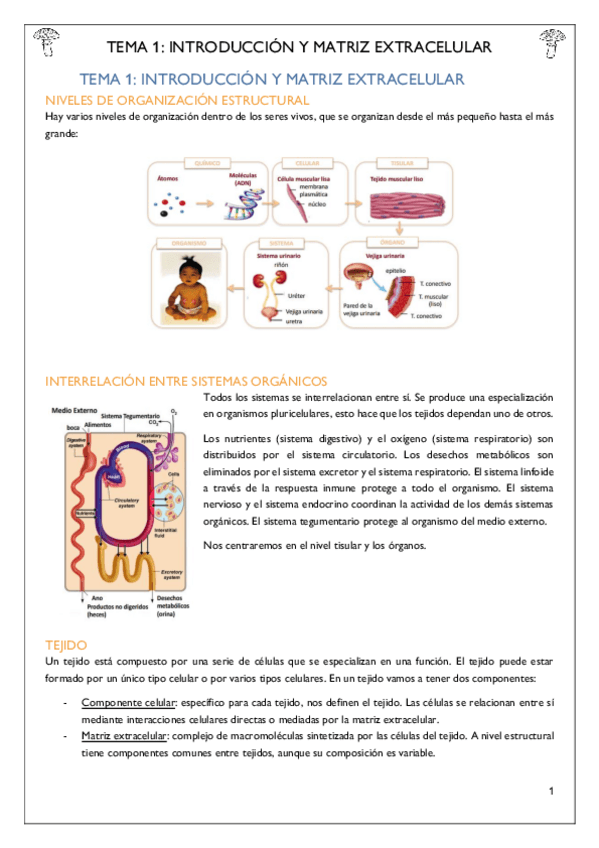 Miniatura del documento Tema-1-Introduccion-y-Matriz-Extracelular.pdf