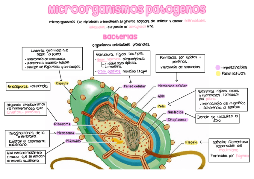 Miniatura del documento T5-Esquemas-Def.pdf