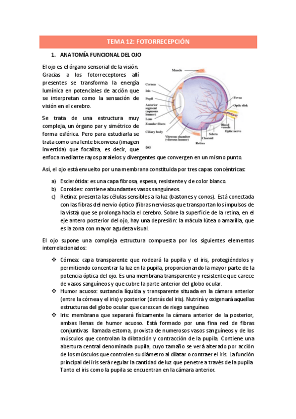 Miniatura del documento TEMA-12.pdf
