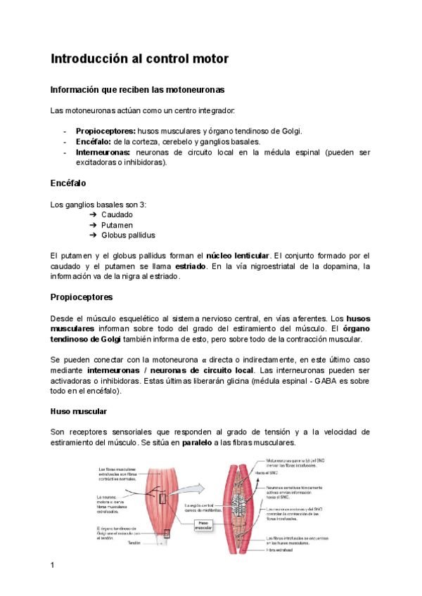 Miniatura del documento Introduccion-al-control-motor.pdf