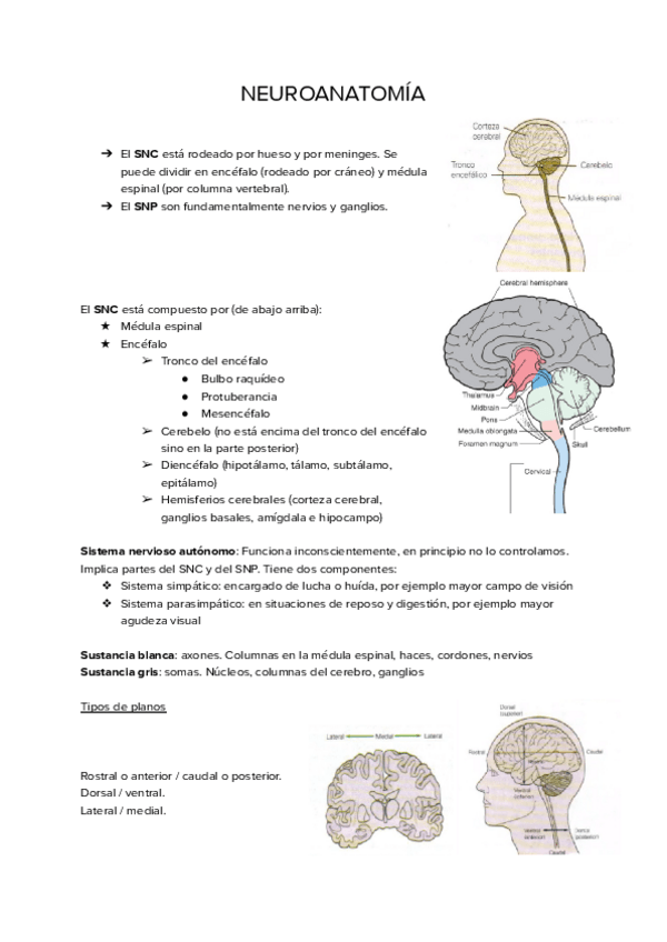 Miniatura del documento NEUROANATOMIA.pdf