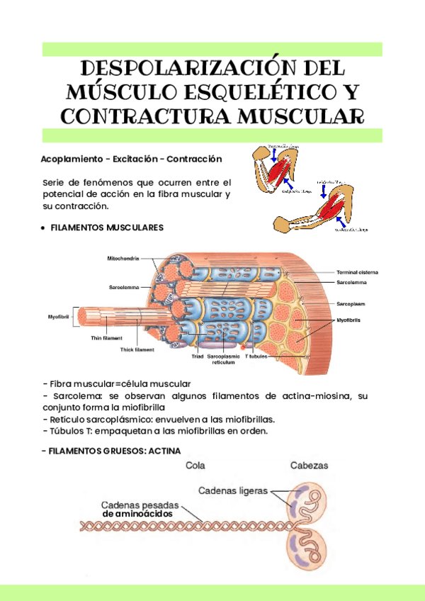 Miniatura del documento DESPOLARIZACION-DEL-MUSCULO-ESQUELETICO-Y-CONTRACTURA-MUSCULAR.pdf