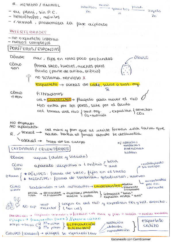 Miniatura del documento Reino animales.pdf