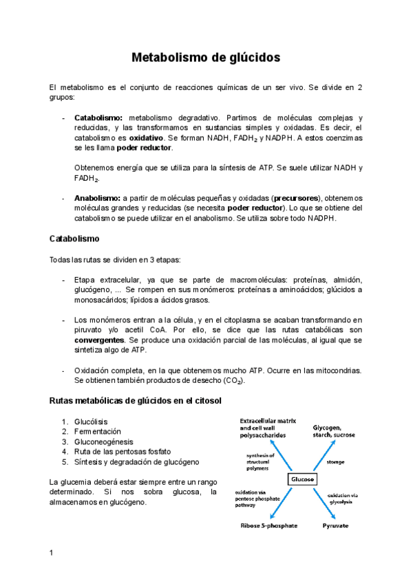 Miniatura del documento Metabolismo-de-glucidos-1.pdf