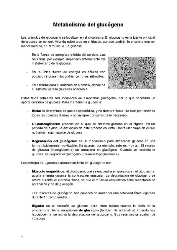 Miniatura del documento Metabolismo-del-glucogeno.pdf