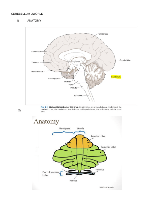 Miniatura del documento STEP-1-CEREBELLUM-.docx