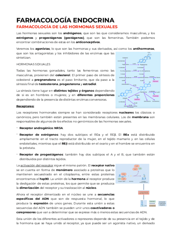 Miniatura del documento ENDOCRINO.pdf