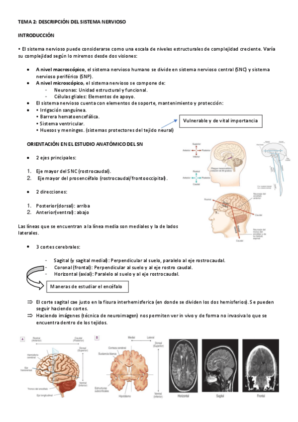 Miniatura del documento apuntes-psicobiologia-II-primer-parcial.pdf