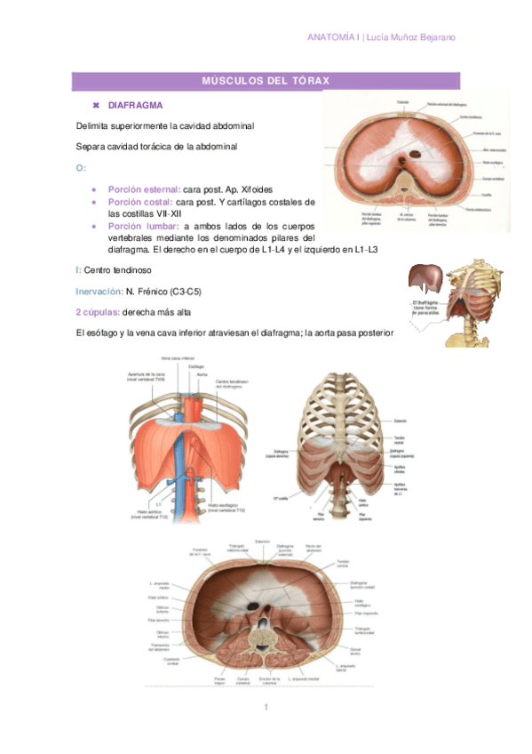 Miniatura del documento T3-3MUSCULOS-DEL-TORAX.pdf