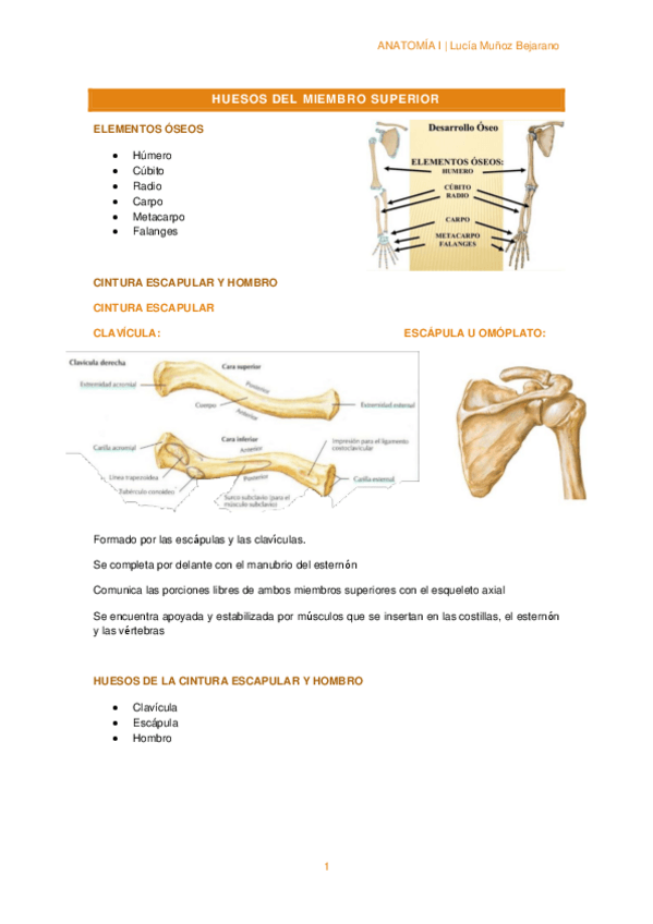 Miniatura del documento T4-1HUESOS-DEL-MIEMBRO-SUPERIOR.pdf