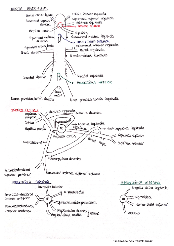 Miniatura del documento Irrigacion-Sistema-Digestivo-2.pdf