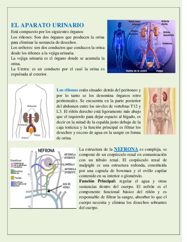 Miniatura del documento Aparato-urinario.pdf