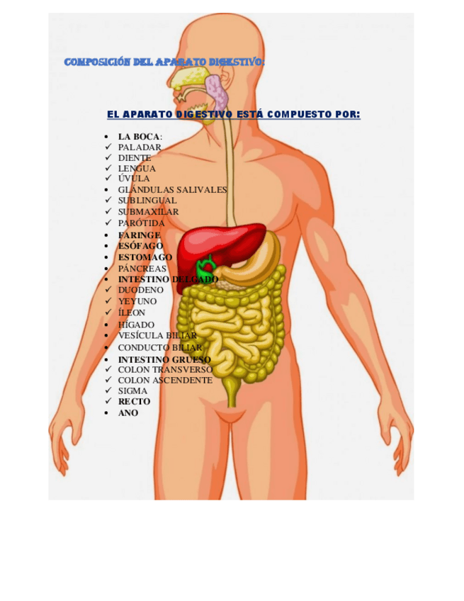 Miniatura del documento Composicion-del-aparato-digestivo.pdf