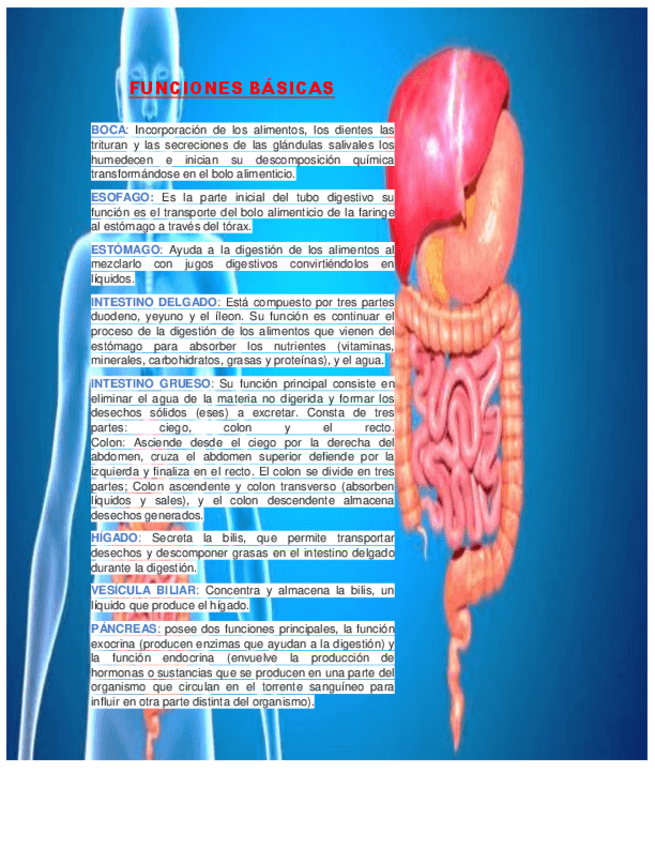Miniatura del documento FUNCIONES-BASICAS-APARATO-DIGESTIVO.pdf